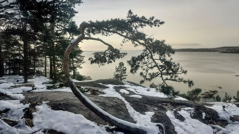 Kaasavuori, puu