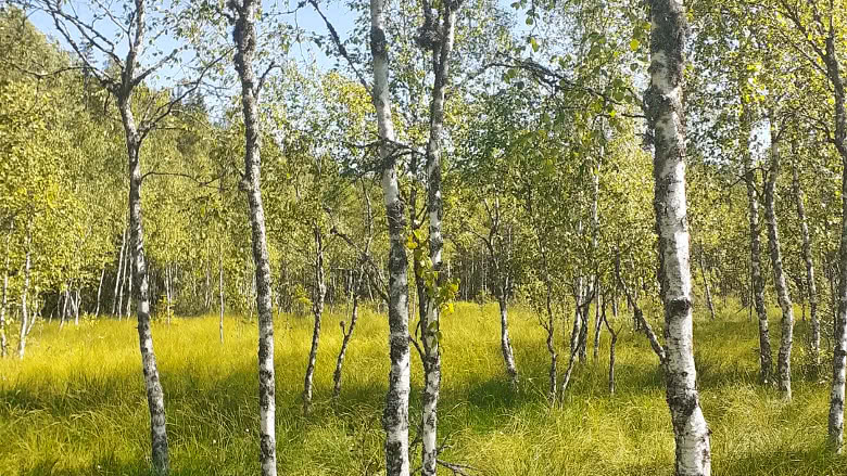 Koivikkoa, Kurjenrahka