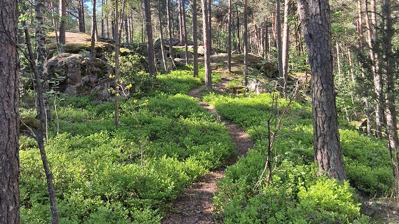Polku Linnasmäen metsässä