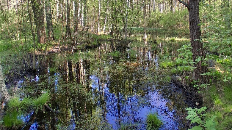Metsälampi Linnasmäen luontopolun varrella