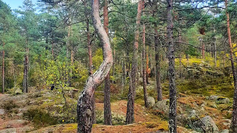 Nunnavuoren metsää