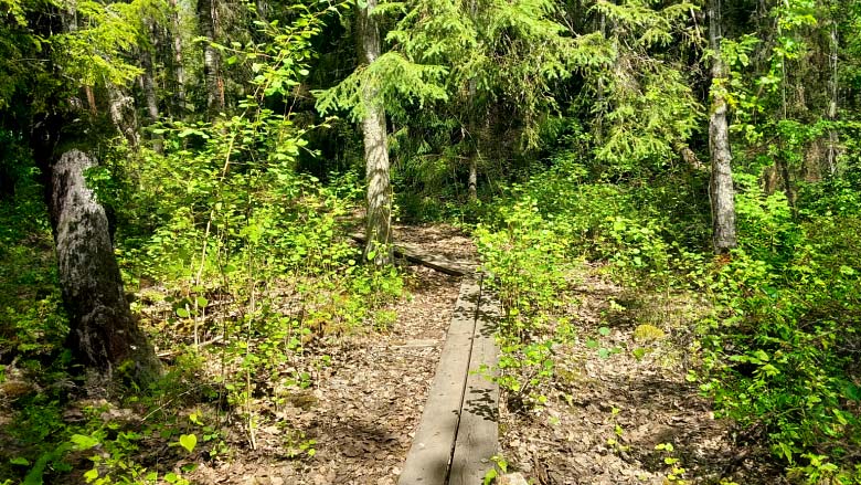 Metsään vievä polku